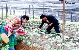 “Cây tiền tỷ” trên vùng cao Lào Cai