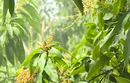 Gần 1.000 ha xoài Tết ở Hậu Giang bị thiệt hại vì mưa dầm