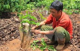 Tây Nguyên tái canh thêm gần 19.000 ha cây cà phê