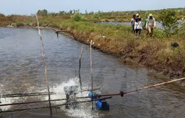 Cà Mau: Người dân lén lút phá rừng để nuôi tôm