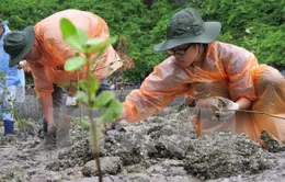 TT-Huế: Trồng cây ngập mặn thích ứng với biến đổi khí hậu