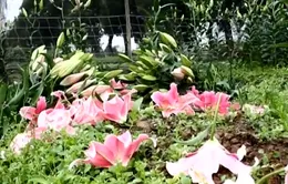 Người trồng hoa Hà Nội mất Tết vì thời tiết nắng nóng