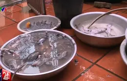 Rùng mình cơ sở thu gom giết mổ thịt chuột