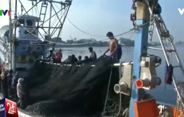 Ngành ngư nghiệp Thái Lan trước nguy cơ thua lỗ