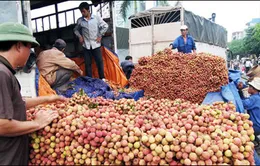 Ninh Bình xuất khẩu 4.000 tấn vải thiều tươi