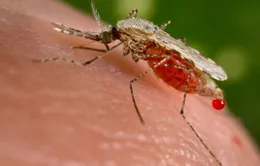 Brazil xác nhận trường hợp lây nhiễm virus Zika qua truyền máu