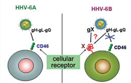 Phát hiện virus HHV-6A có thể gây vô sinh ở phụ nữ