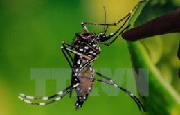 Muỗi thường cũng có thể truyền virus Zika
