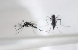 Phát hiện virus Zika trong muỗi vằn tự nhiên ở Nha Trang