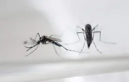 Muỗi biến đổi gen - giải pháp ngăn chặn virus Zika