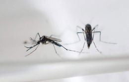 WHO ủng hộ thử nghiệm muỗi biến đổi gen phòng virus Zika