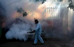 Tổng thống Brazil kêu gọi cộng đồng chống virus Zika