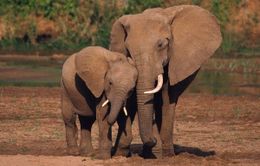 Báo động số lượng voi châu Phi giảm