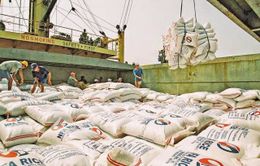 Chính ngạch chưa thông, xuất khẩu gạo sang Trung Quốc gặp khó