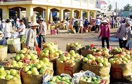 Xuất khẩu nông sản sang Trung Quốc: Tiểu ngạch hay chính ngạch?