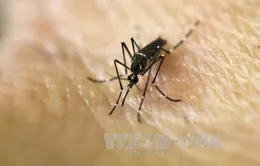 Người Hàn Quốc mắc Zika từng cư ngụ tại TP.HCM
