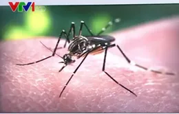 Brazil phát hiện chứng rối loạn não ở người lớn liên quan đến virus Zika