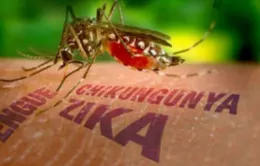 Indonesia lo ngại virus Zika lây lan