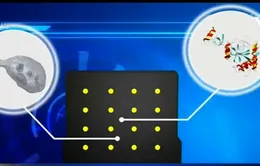 Dụng cụ xét nghiệm virus Zika cho kết quả nhanh