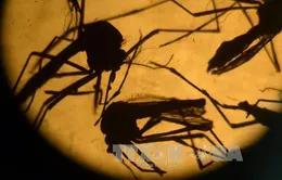 Ít nhất 18 tháng nữa mới có thể thử nghiệm vaccine phòng virus Zika