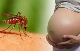 Mỹ: Thêm 10 ca nhiễm virus Zika tại bang Florida