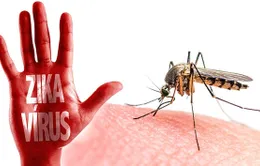 WHO: Virus Zika sẽ tiếp tục lan truyền trong thời gian tới