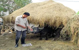 Cây rơm - Mô hình chống rét hiệu quả cho gia súc ở vùng cao