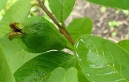 Công thức cho mái tóc chắc khỏe từ lá ổi