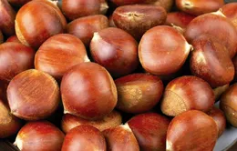 Cách nhận biết hạt dẻ Trùng Khánh - Bạn đã biết chưa?