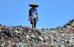 Indonesia sản xuất túi làm từ sắn để chống rác thải nhựa