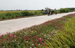 Đặt tên cho đường làng - Cách làm mới ở vùng nông thôn Bình Định