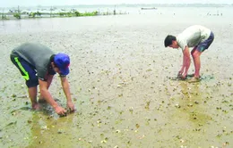 Ngao chết hàng loạt tại Thanh Hóa