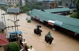 Voi giải cứu hàng trăm người mắc kẹt trong lũ ở Nepal