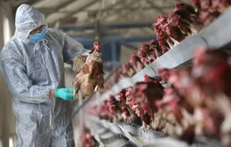 Cảnh giác với vi rút cúm A(H7N9) độc lực cao