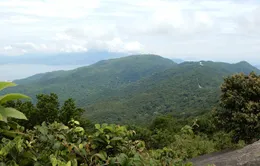 “Kiến nghị giữ nguyên hiện trạng tại Sơn Trà là chưa phù hợp”