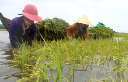 Bảo hiểm nông nghiệp vì sao gặp khó?