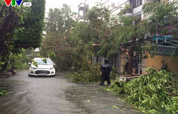 Bão số 12 gây thiệt hại gần 5.000ha hoa màu, hơn 10.000 lồng bè thủy sản