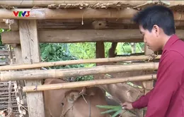 Trao tặng bê giống cho hộ gia đình nông dân nghèo tại Sơn La