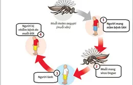 Biểu hiện và biện pháp phòng chống bệnh sốt xuất huyết