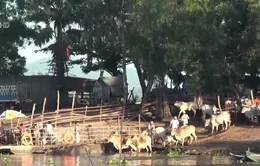 An Giang: Buôn lậu trâu bò qua biên giới vẫn diễn ra