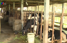 Giá sữa bấp bênh, nông dân chuyển sang nuôi bò thịt