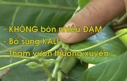 Ban hành quy trình quản lý bọ xít muỗi và thán thư hại điều