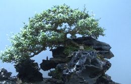 Bonsai mini - Nét mới ở làng hoa Sa Đéc, Đồng Tháp