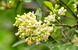 Ký ức mùa hoa bưởi