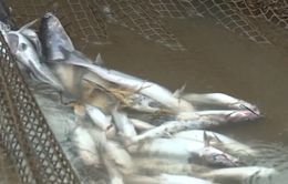 Cá lồng trên sông Đà chết hàng loạt