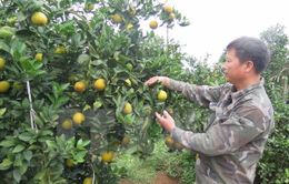 Đua nhau trồng, cam Cao Phong giảm giá mạnh