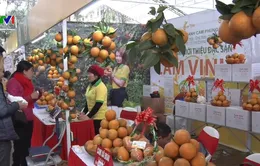 Khai mạc Hội chợ cam Vinh