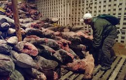 Ecuador bắt giữ tàu cá chở 300 tấn cá mập