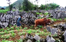 Cày trên hốc đá - Khát vọng chinh phục thiên nhiên của đồng bào vùng cao