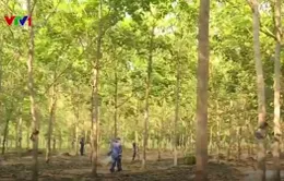 Những cây cao su nghĩa tình trên đất Campuchia